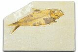 Detailed Fossil Fish (Knightia) - Wyoming #331038-1